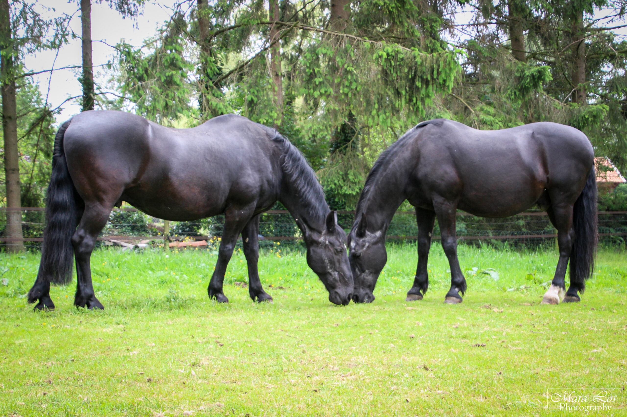 paardencoach