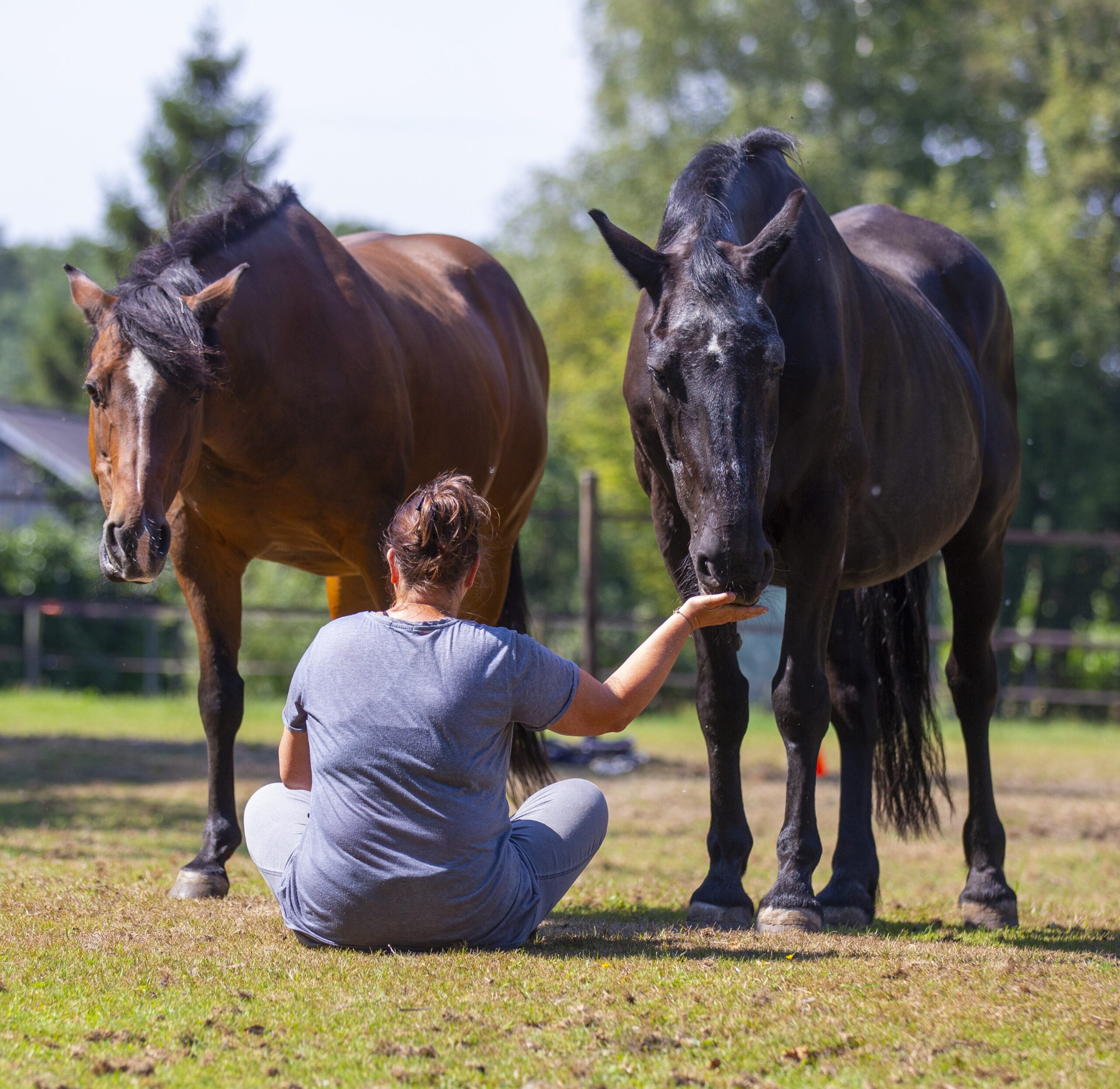 Paardencoaching bij zelfontwikkeling