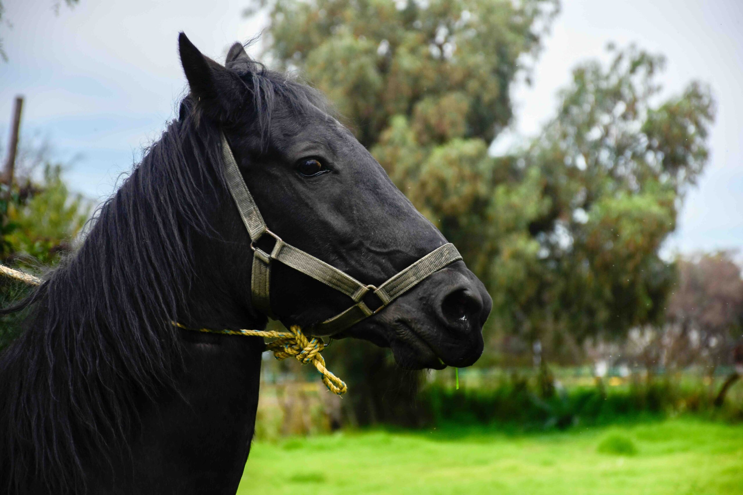 Paard op vakantie